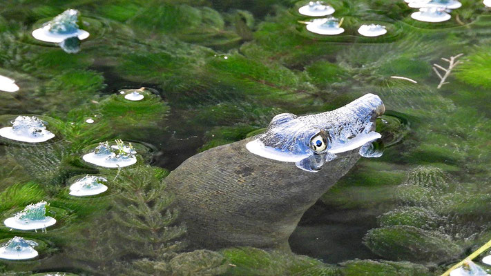 Weichschildkröte im Teich