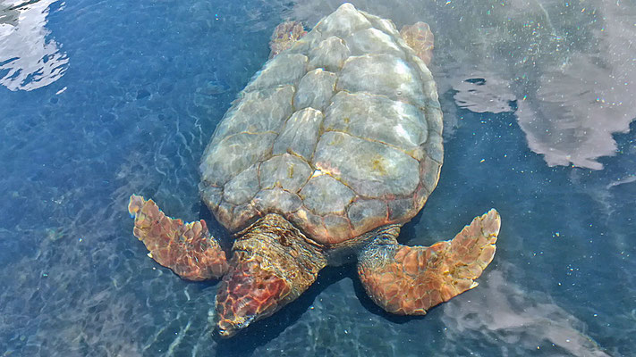 Schildkröten in der Auffangstation am Hafen von Morro Jable.
