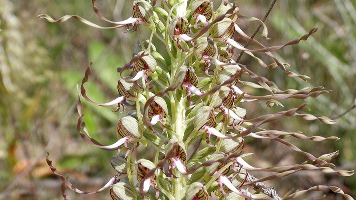Hier wächst die Bocks-Riemenzunge (Himantoglossum hircinum), auch Bocksorchidee genannt.