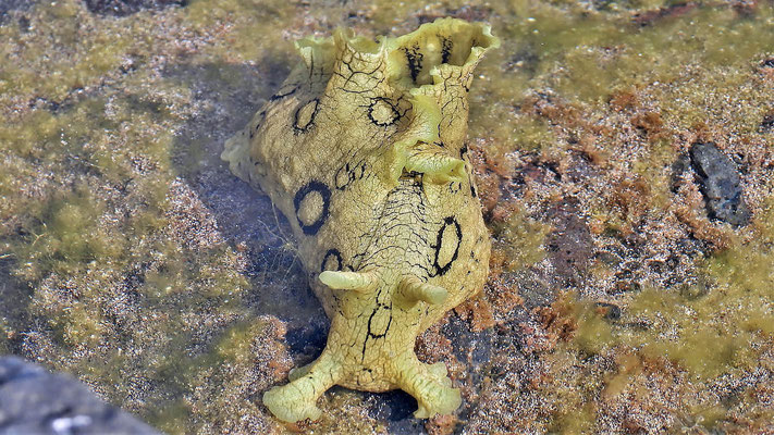 Ein Geringelter Seehase (Aplysia dactylomela) eine Meeresschnecke.