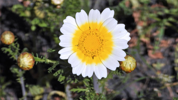  Kronen-Wucherblume (Chrysanthemum coronarium L.) - Eine!