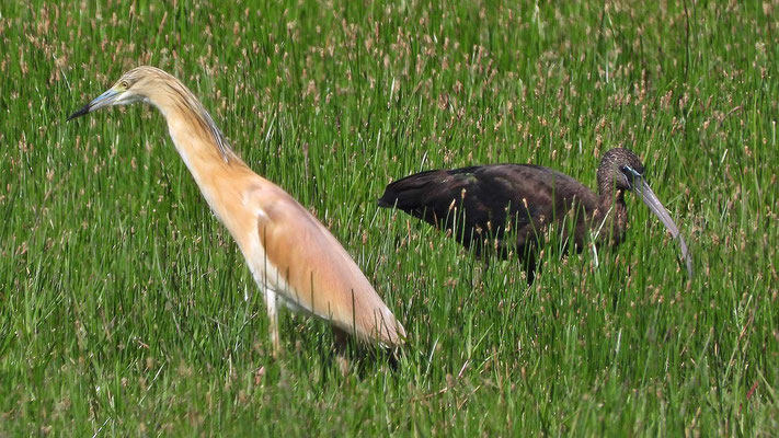 Rallenreiher (Ardeola ralloides)  und Ibis