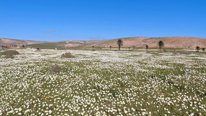 Kronen-Wucherblumen - Blütenmeer bei Teguise.