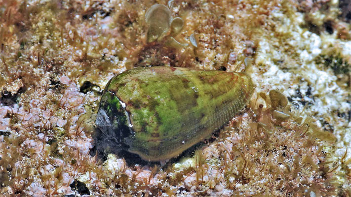 Kegelschnecke (Conus pulcher canariensis)  - giftig!