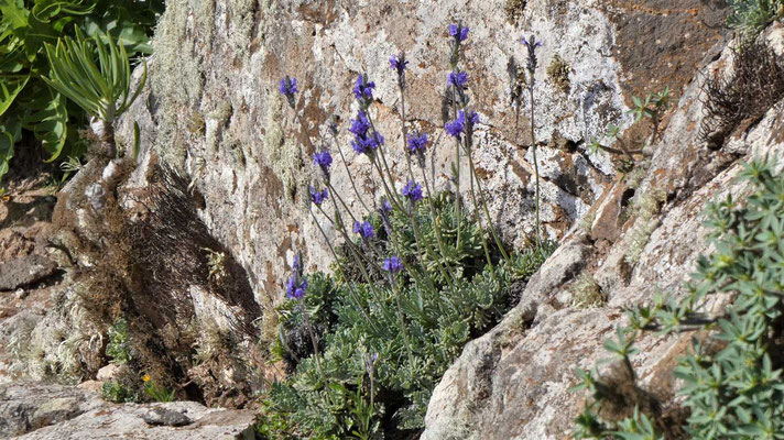 Wilder Lavendel in einer Felsspalte.