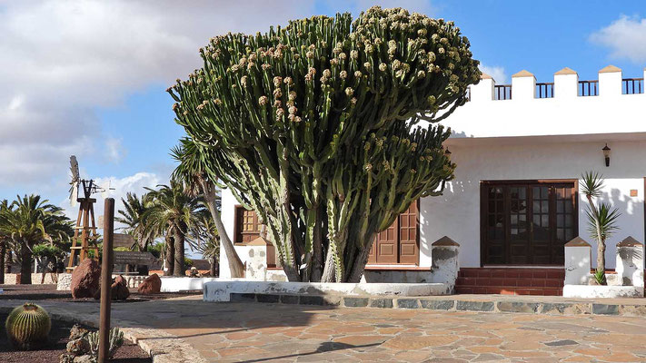Vor der alten Finca steht ein prächtiger Euphorbia candelabrum.