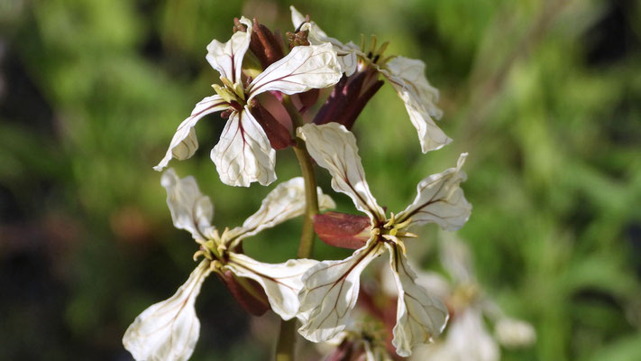 Lecker - Garten-Senfrauke (Eruca vesicaria subsp. sativa)