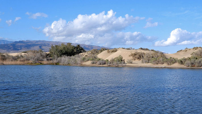 Die Lagune La Charca in Maspalomas