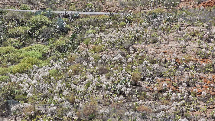 Blühende Dickblattgewächse der Gattung Aeonium urbicum überziehen ganze Berghänge.