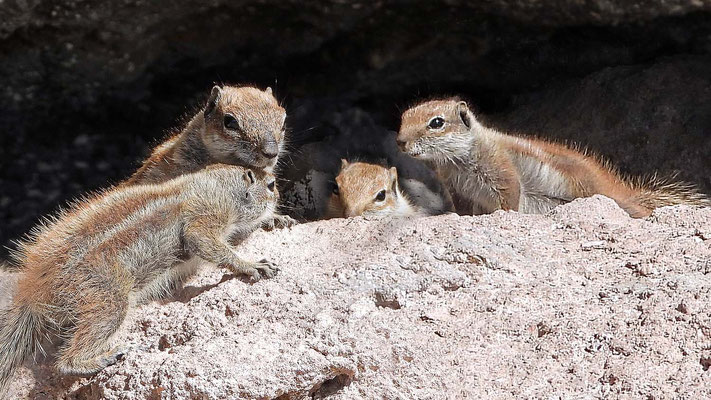 Atlashörnchen - Erwachsenes Weibchen mit Jungtieren.