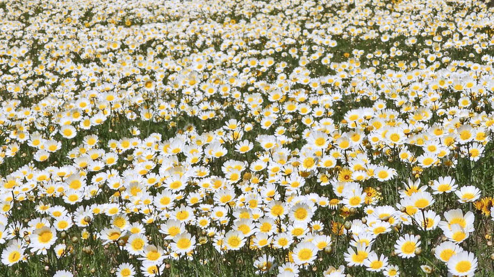 Kronen-Wucherblumen (Chrysanthemum coronarium L.) - Tausende!
