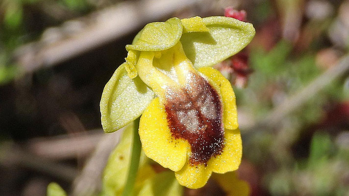 Gelbe Bienenragwurz (Ophrys lutea)