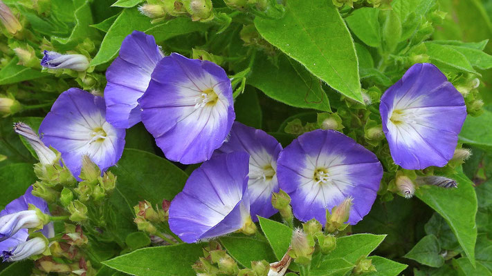 Himmelblaue Blüten von Convolvulus massonii