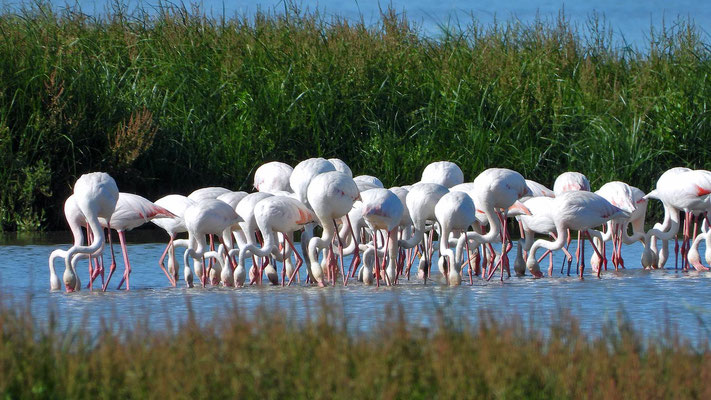 El Rocio- Flamingos im Charco de la Boca