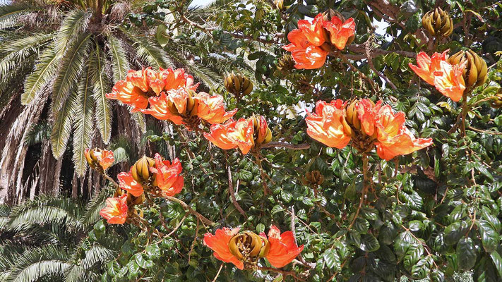 Fast tropische Blütenpracht in Betancouria
