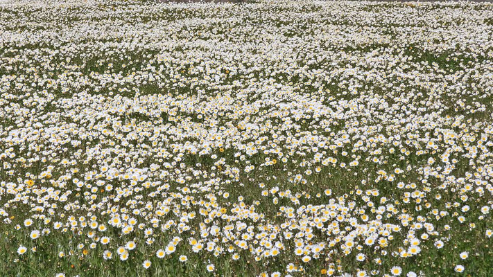 Kronen-Wucherblumen (Chrysanthemum coronarium L.) - Millionen!