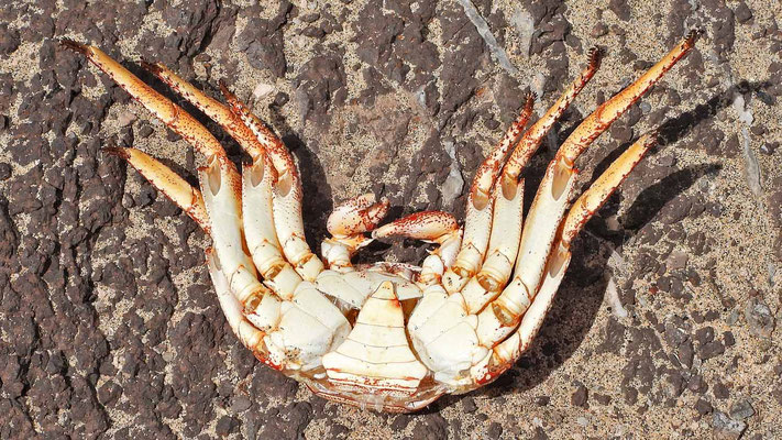 Männliche Krabbe - erkennbar am schmalen, V-förmigen Pleon (Bauchklappe)