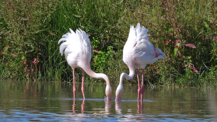 El Rocio- Flamingos