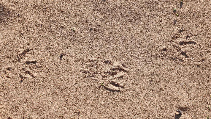 Spuren im Sand - noch ein Vogel?