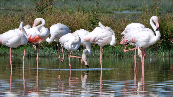 El Rocio- Flamingos