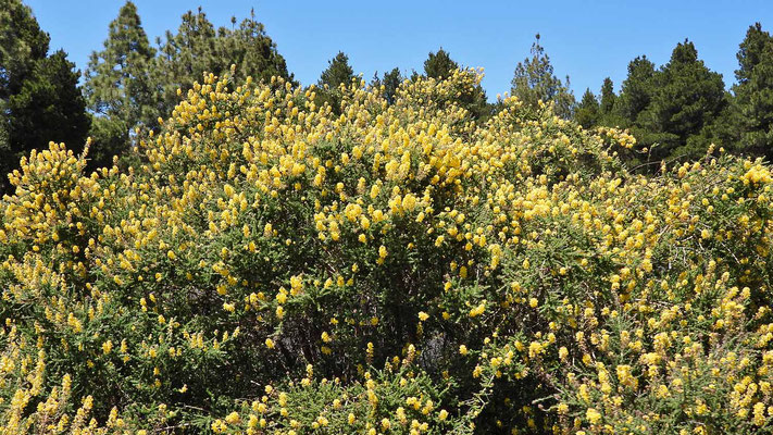 In den Bergen blüht der Ginster (Adenocarpus telonensis)