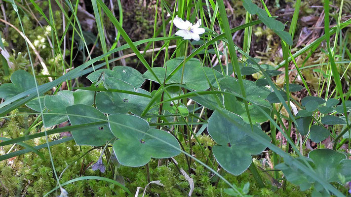 Hepatika nobilis albus - weißes Leberblümchen