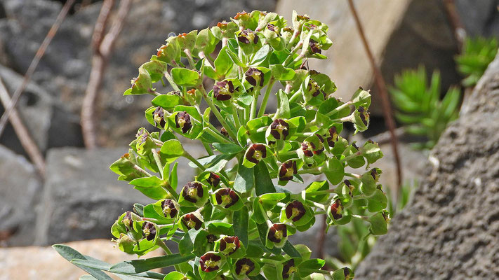 ... Wolfsmilch (Euphorbia). 
