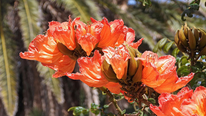 Fast tropische Blütenpracht in Betancouria