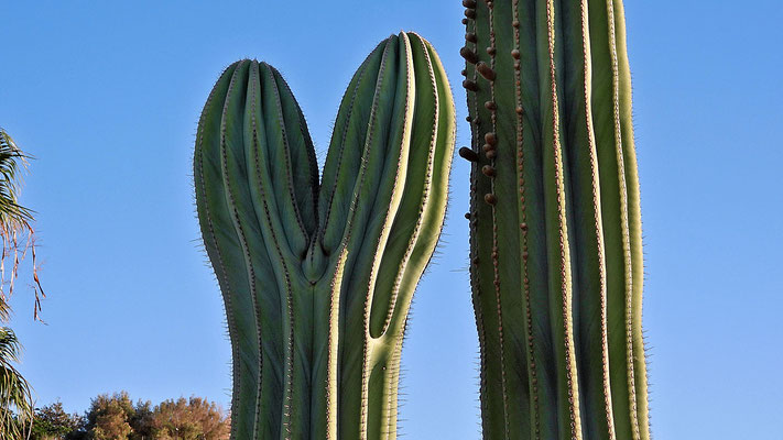 Herziger Kaktus