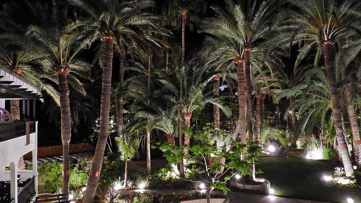 Der Palmengarten in der Nacht.