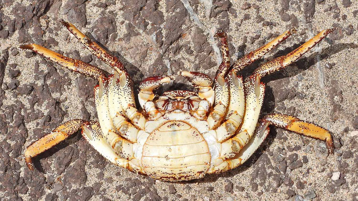Weibliche Krabbe - erkennbar am deutlich breiteren Pleon (Bauchklappe)