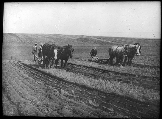 Ploughing the strips at Laxton  in the 1930s