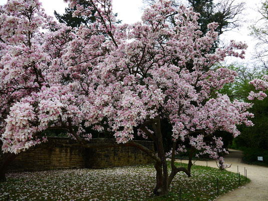 Magnolien am Schloss Cecilienhof