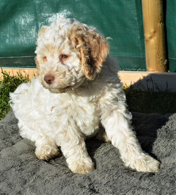 Welpenfotos Lagotto Zucht Gogwargini Schweiz Wallis
