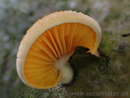 Orangeseitling - Phyllotopsis nidulans