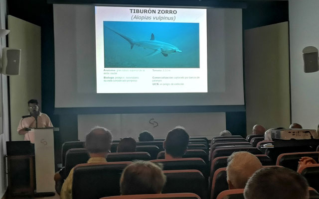 El tiburón zorro, de considerable tamaño. Considerado no peligroso y en peligro de extinción.
