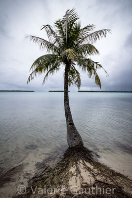 palmier sur une plage de Maupiti