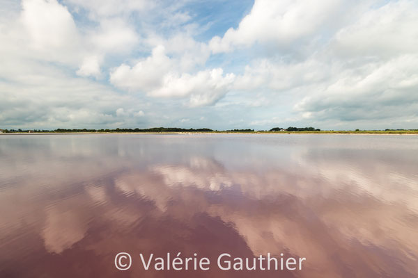 Salins du Midi - Aigues Mortes