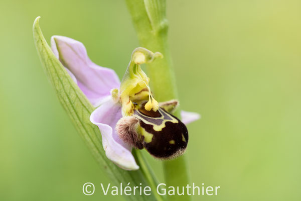 Ophrys Apifera