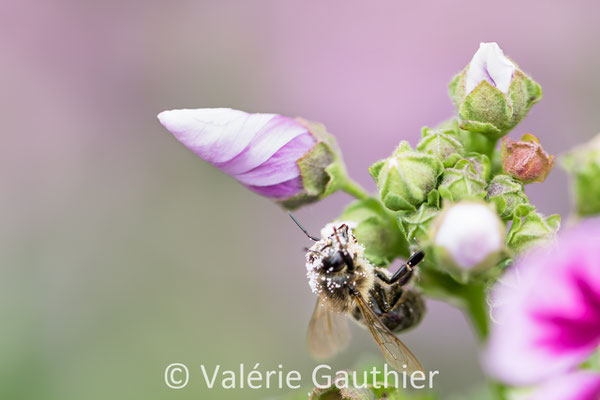 Abeille sur un bouton de mauve