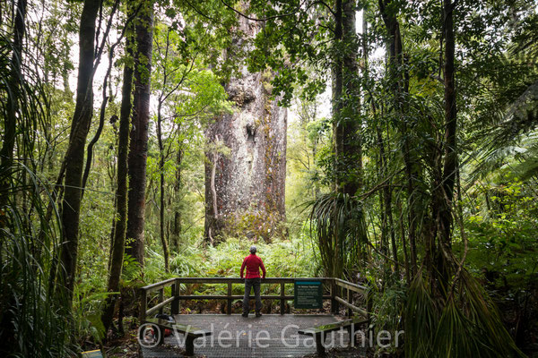 Devant un kauri 2 fois millénaire dans Waipoua Forest