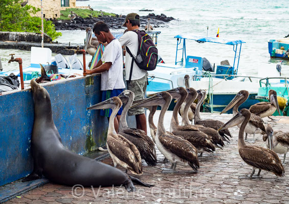 GALAPAGOS - Île Santa Cruz - marché au poissons