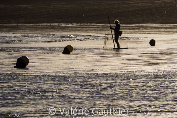 Pêche à la crevette bouquet lors des grandes marées - Normandie