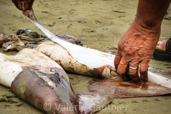 Au retour de la pêche à Puerto Lopez