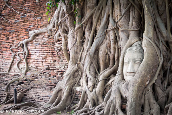 THAILANDE - temple de Wat Maha That à Ayutthaya