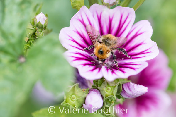 Bourdon dans une mauve