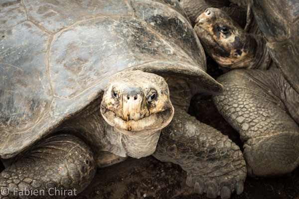 GALAPAGOS - Île Isabela - tortues