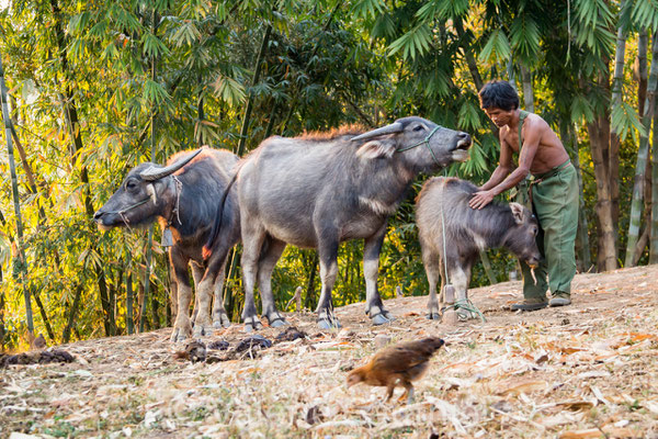 BIRMANIE - village de Pankam