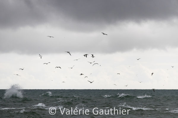 Skagen - site de Grenen : vol de fous de Bassan