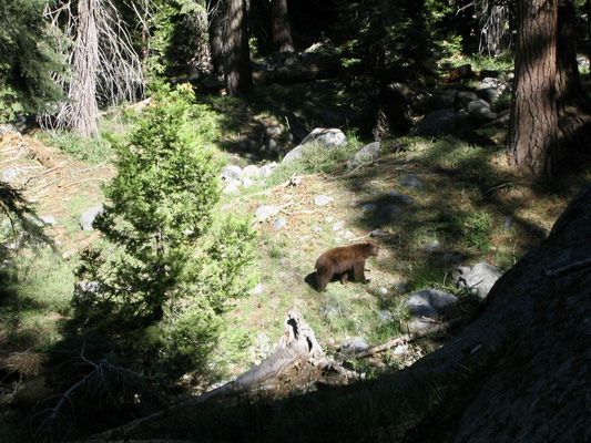 Black Bear im Sequoia National Park